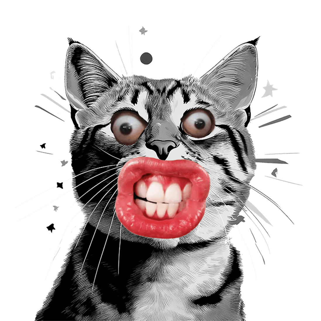 Funny Cat